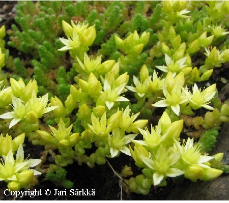 Sedum acre 'Oktoberfest'